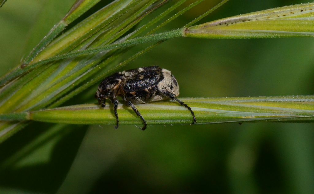 Cetoniidae: Valgus hemipterus, maschio